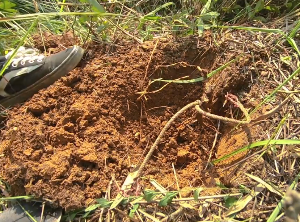 山上这种野生千斤拔,小伙用绳子拉断2次都拔不出,果然