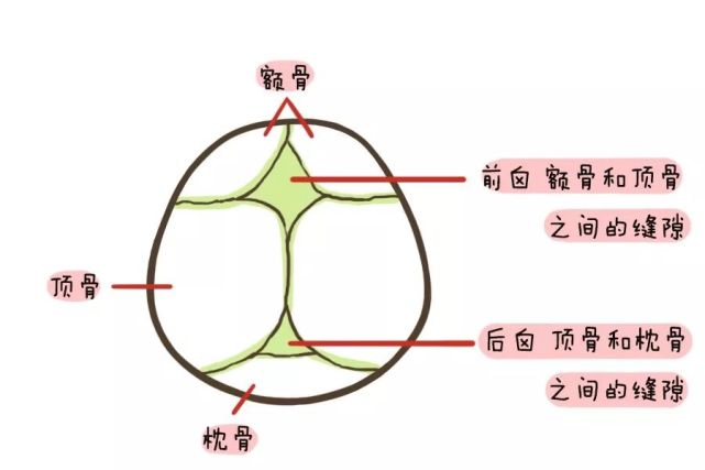 延迟闭合就是缺钙?真不是这样