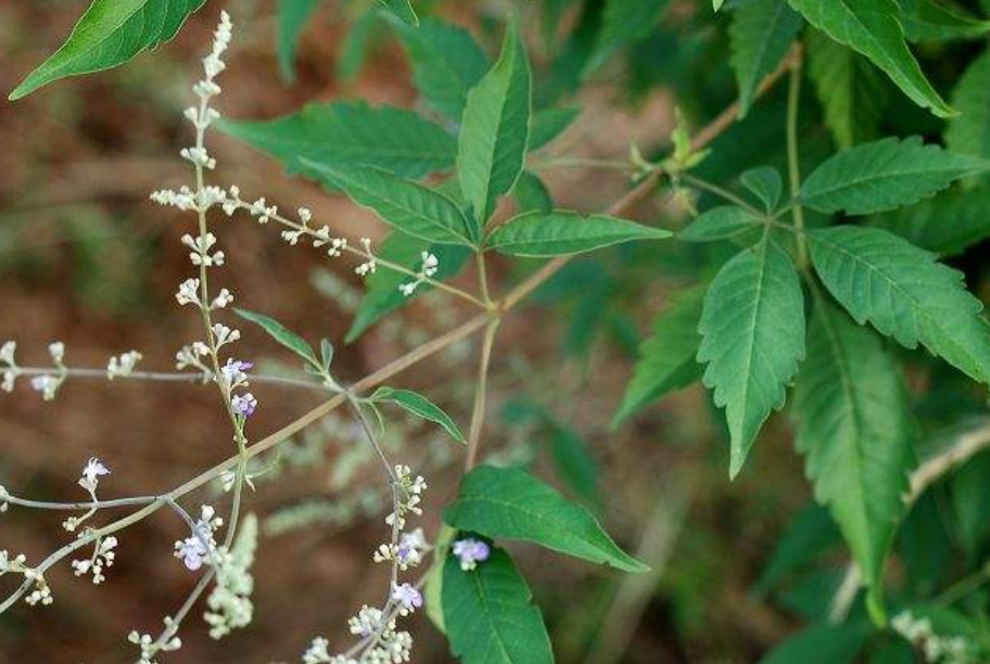 农村这种植物对肠胃很有帮助,俗称"黄金树",可惜很多