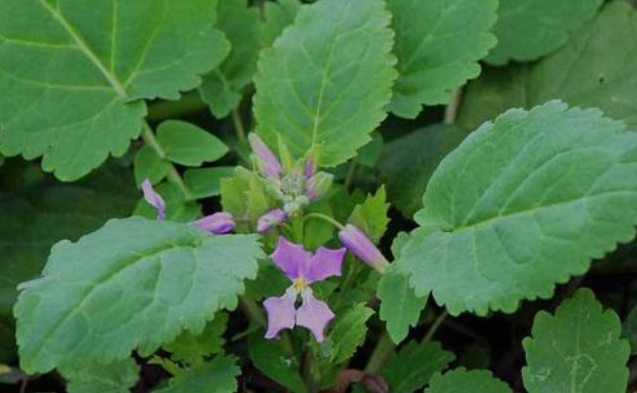 农村这种野菜人称"诸葛菜"如今是药食两用的食材,见到请珍惜