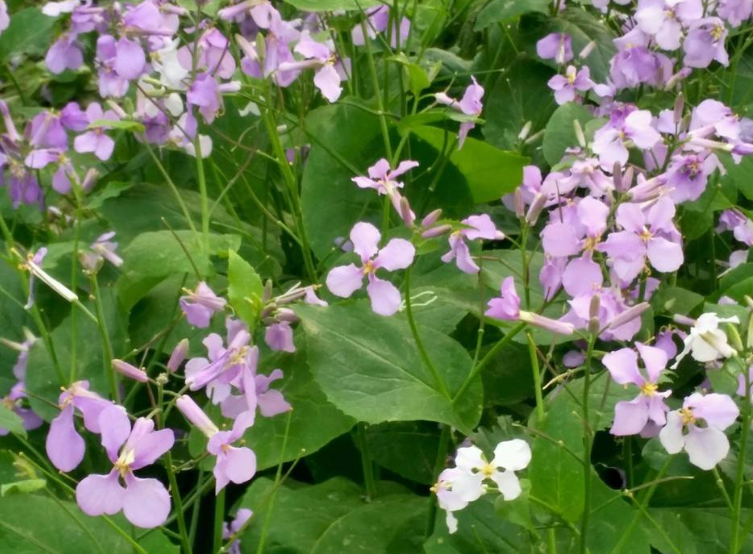 农村这种野菜人称"诸葛菜"如今是药食两用的食材,见到请珍惜