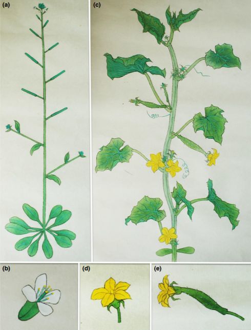 研究黄瓜的课题组,两年中pc,pnas,plant j,plant