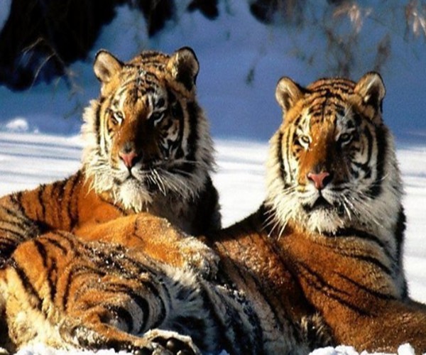 尽管里海虎与新疆虎长相差距很大,但由于里海虎(panthera tigris