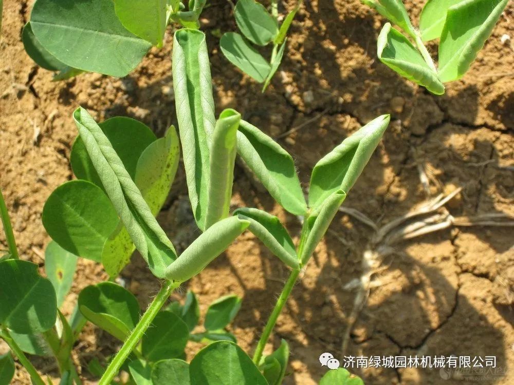 园林植物发生药害如何补救-植物药害症状表现和原因-植物药害快速