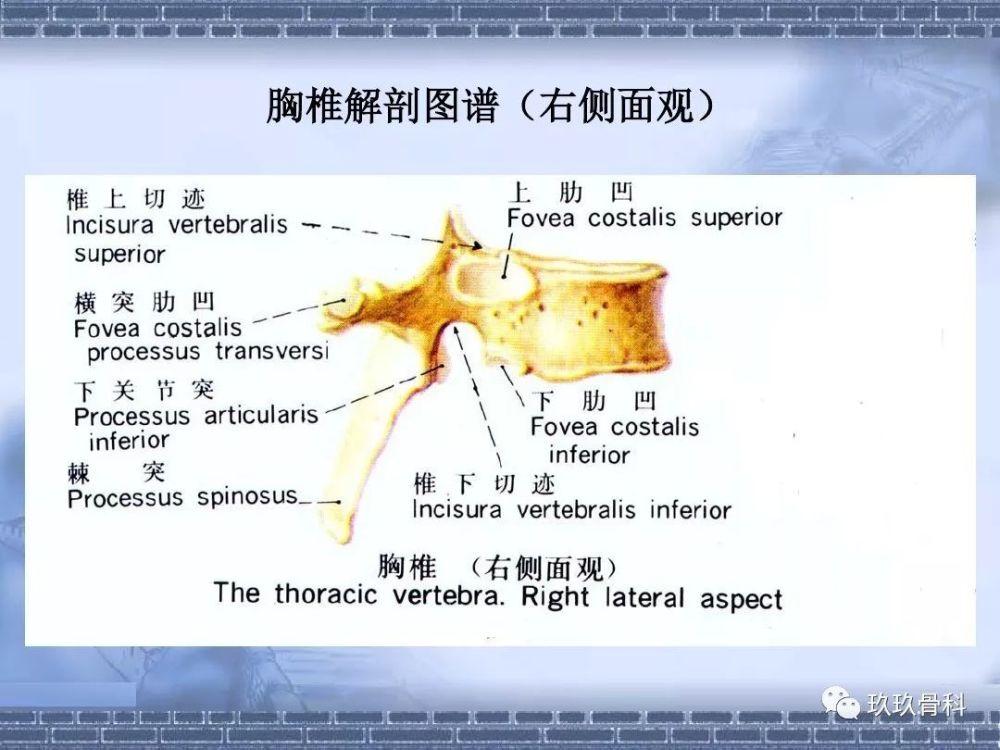 掌握丨椎弓根螺钉多种定位方式