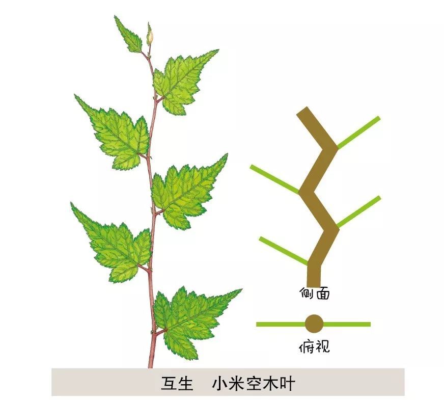 还有这样排列的: 2. 对生叶序