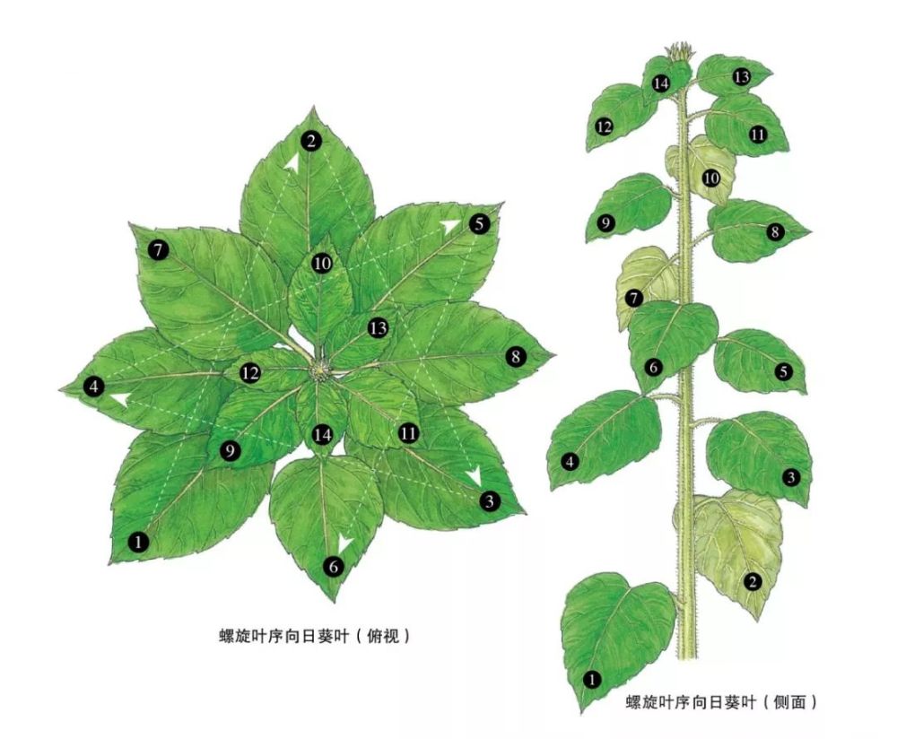 6.螺旋叶序还有这种:5. 簇生叶序4. 轮生叶序3. 对生,互生叶序2.