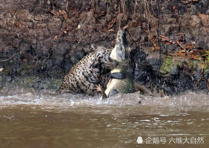 美洲豹捕食鳄鱼一招锁喉必杀让鳄鱼难于翻滚