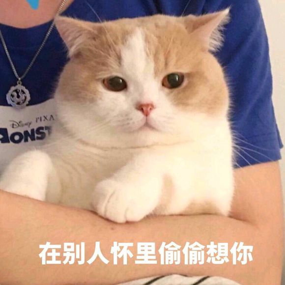 可爱猫咪搞笑表情包:在别人怀里偷偷想你!