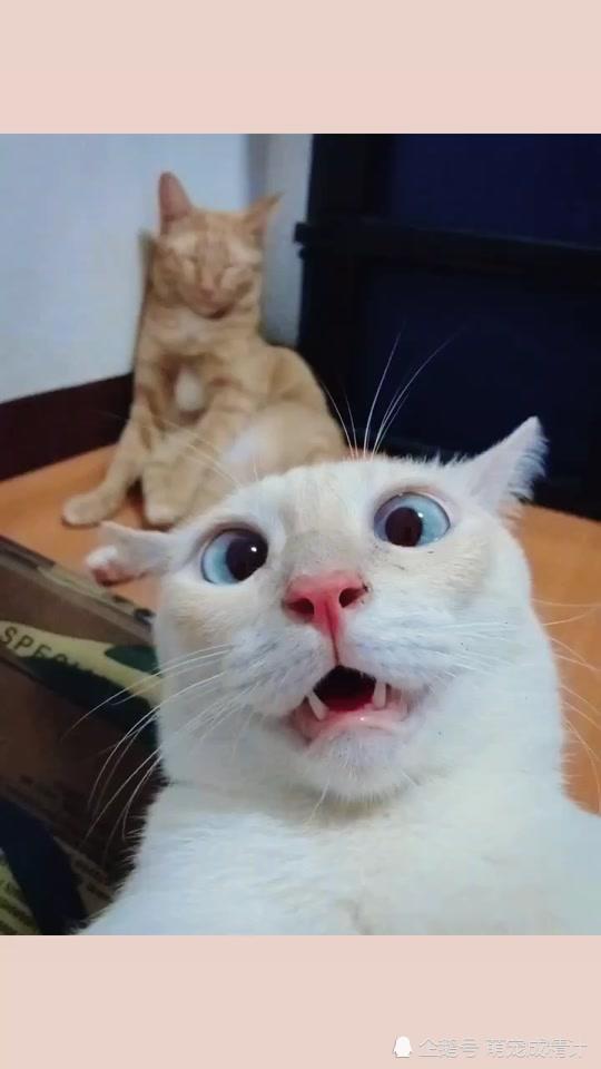 猫咪表情包专业斗图送达,表情绝对让你大吃一惊!速来