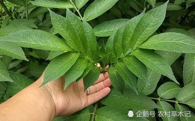 此草为"接骨草",可治跌打损伤,是外伤良药,遇见别破坏