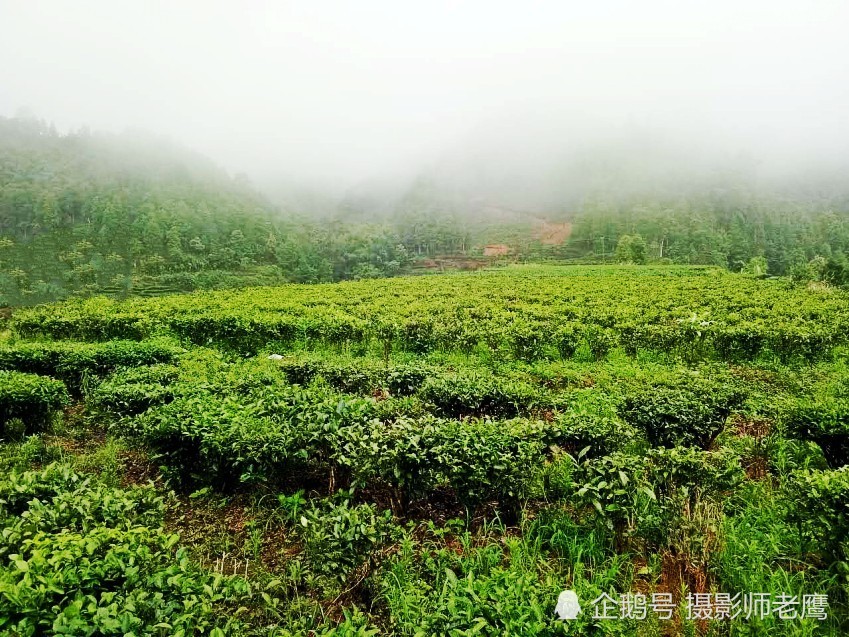 回到凤台书院后,李璲在书院后背山植松树千株和种植茶树,因为满山遍植