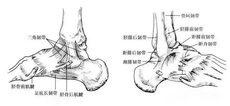 崴脚多数会造成脚部韧带撕裂图/受访者提供 崴脚后,先冷后热利于康复