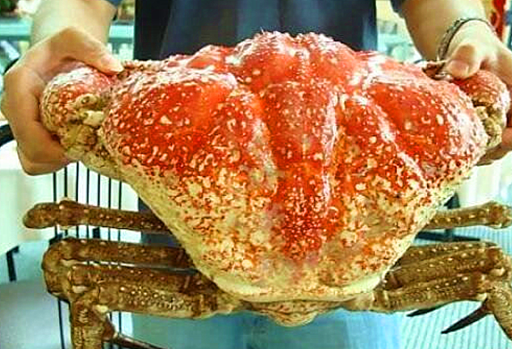 世界上最大的"皇帝蟹",体重达72斤,一只至少2000元