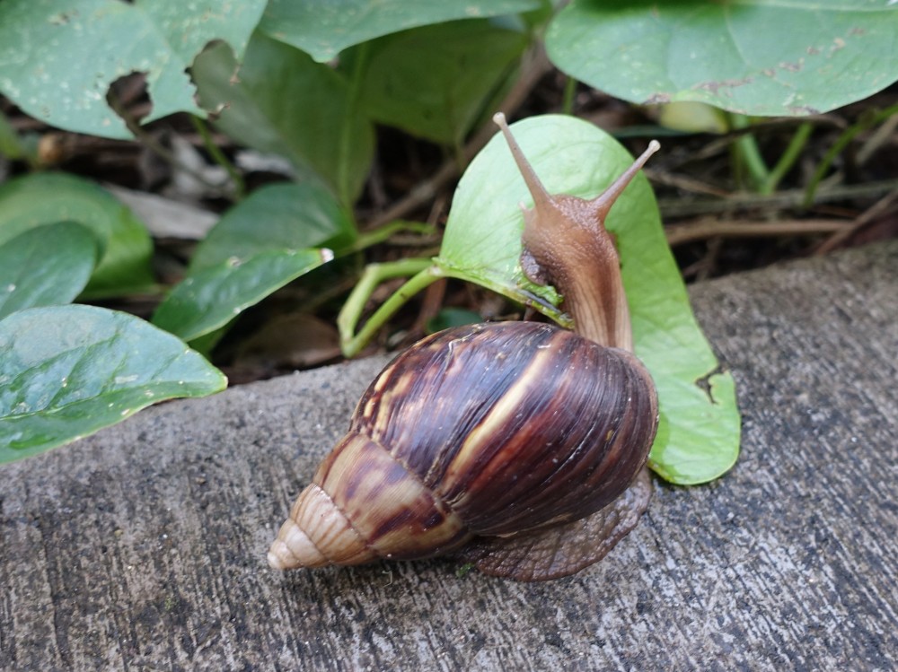 对于入侵物种非洲大蜗牛,人类可以吃光它们?别为了食欲铤而走险