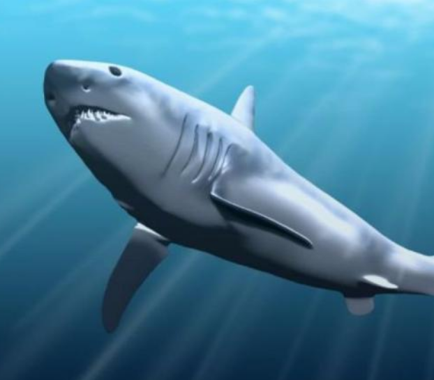 史前时期2大海洋霸主,称霸海洋亿万年,巨齿鲨沦为食物