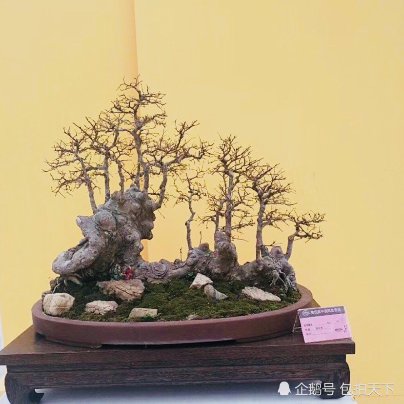 盆景欣赏:盆景大世界 景融大自然 精品作品观赏