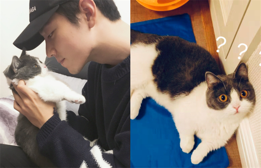 易烊千玺的猫咪叫二十肖战的猫叫坚果而王一博给取了一人名