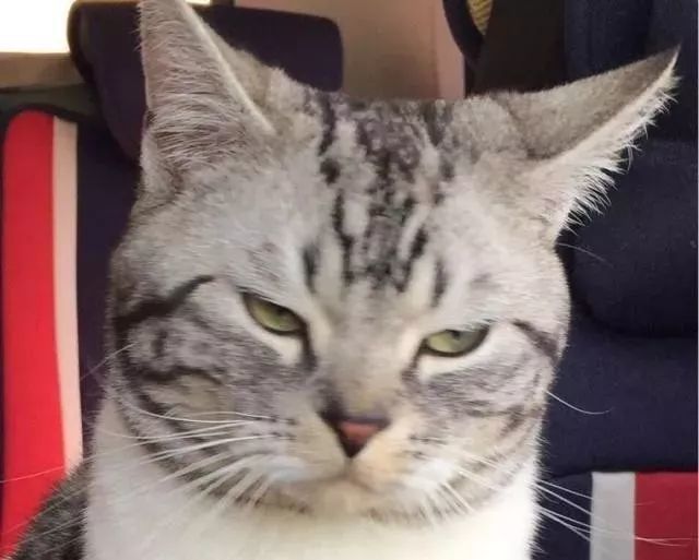 今天我们来见识一下高冷霸气超凶总裁/女王型的猫咪!