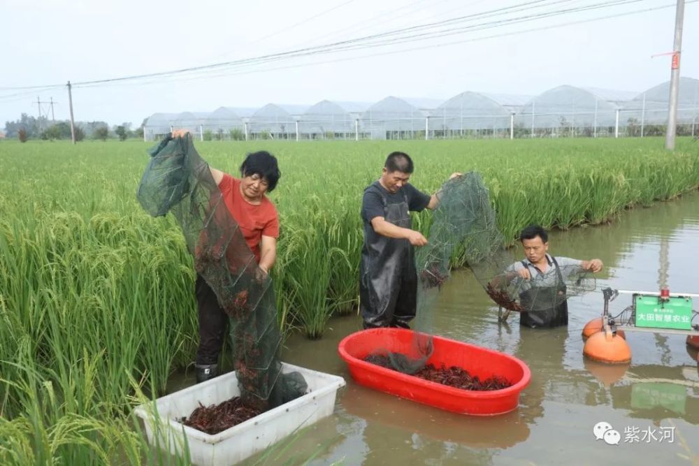 光山县罗陈乡青龙河合作社!虾肥稻米飘香