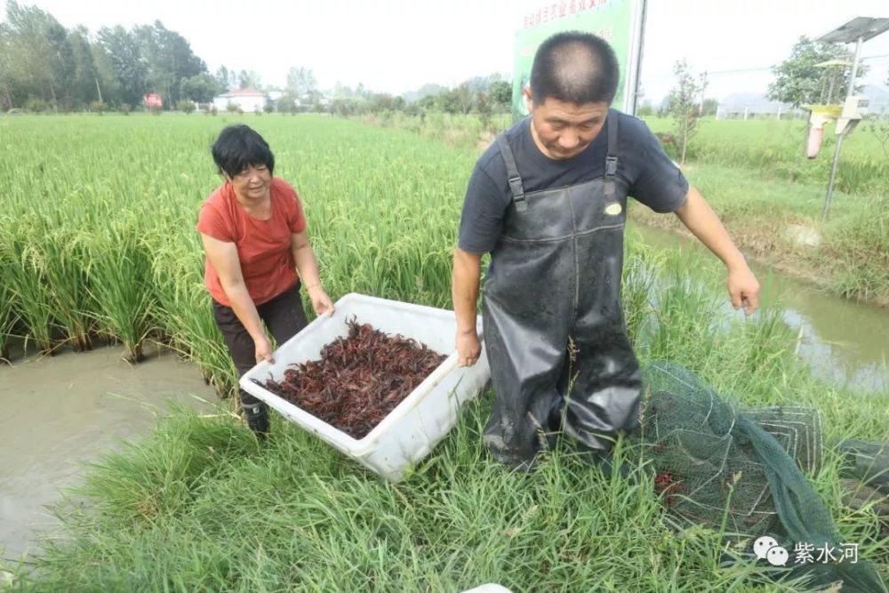 光山县罗陈乡青龙河合作社!虾肥稻米飘香