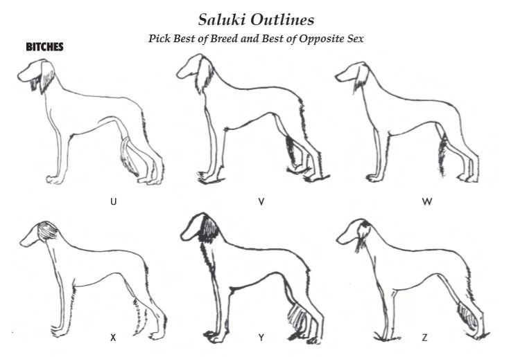 萨路基猎犬审查优先级