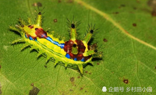 农村的"洋辣子"你还记得吗?原来被蛰后,最好的解药是