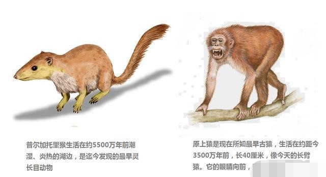 人类和老鼠的基因相似度高达90%,人类和老鼠有什么样