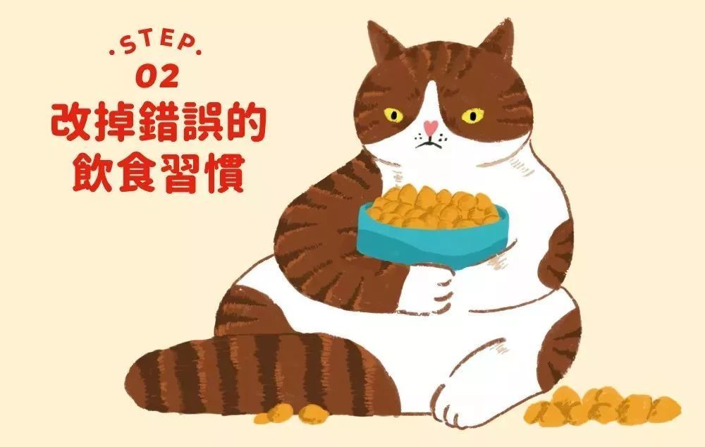 胖猫很可爱?其实它很危险!