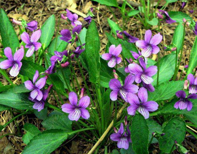 这种开着紫花的植物,农村人叫"兔耳草"城里人大多数没