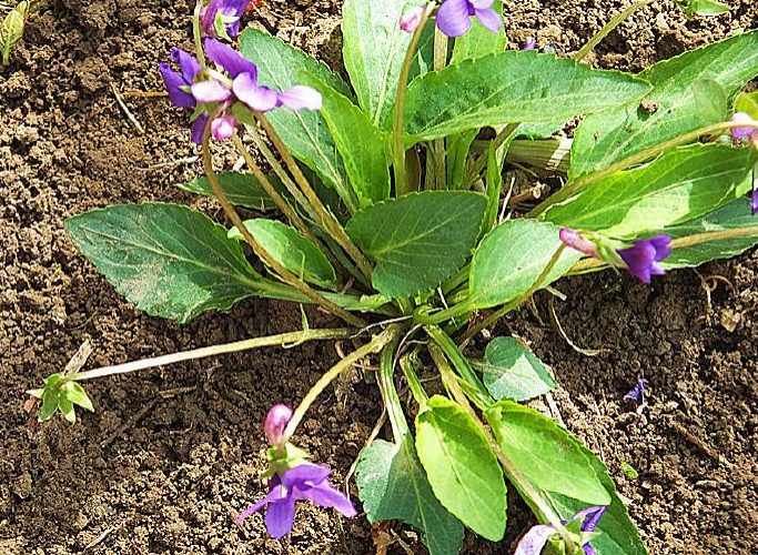 这种开着紫花的植物农村人叫兔耳草城里人大多数没见过