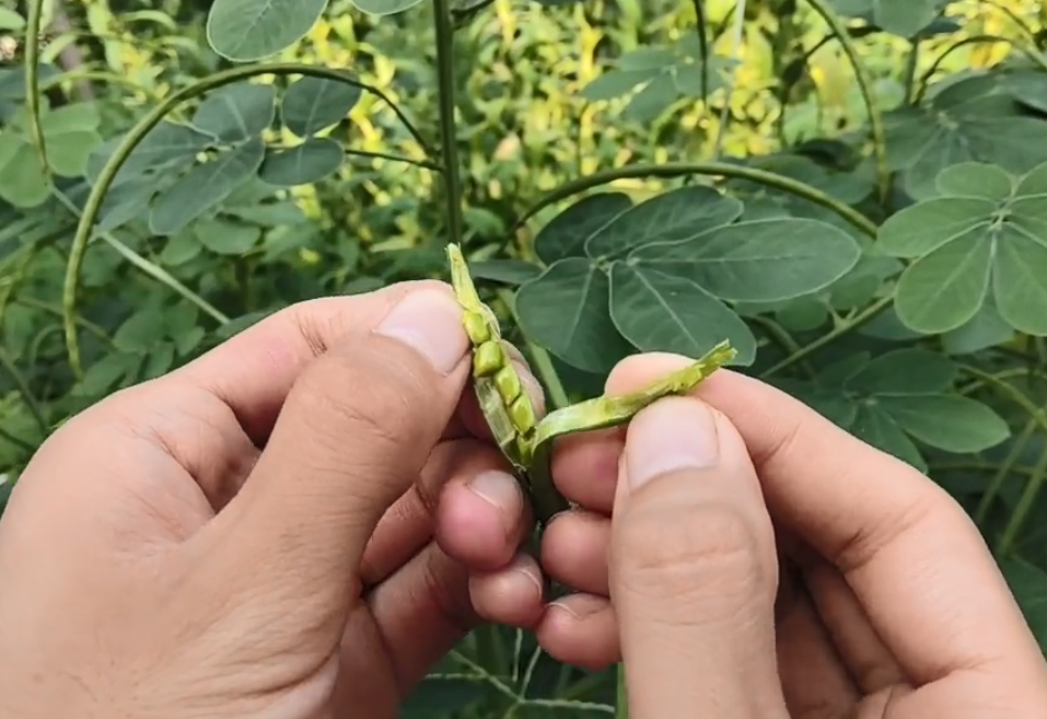 农村路边一种植物剥开果实像绿豆经常泡水喝眼睛越来越明亮