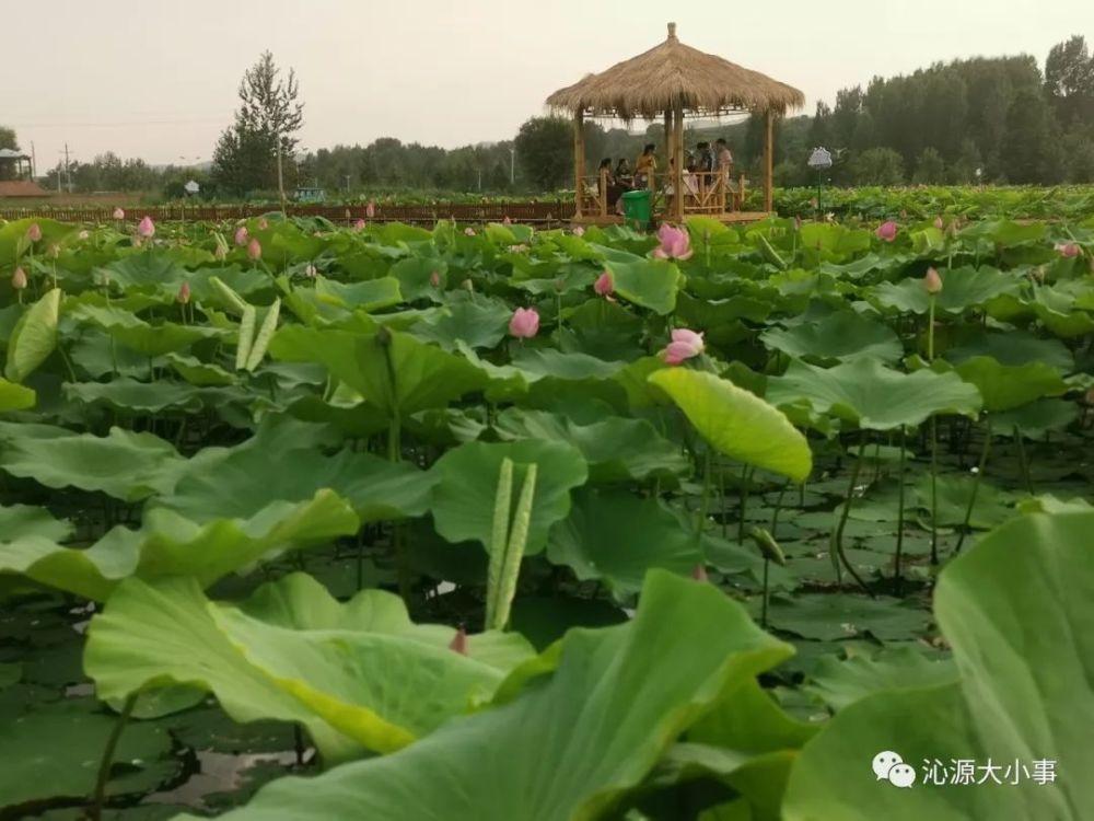 沁源韩红沟的拍到的一幕郭福虎写下七绝芙蓉花香沁天宫