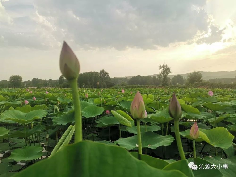 沁源韩红沟的拍到的一幕.郭福虎写下《七绝:芙蓉花香沁天宫》