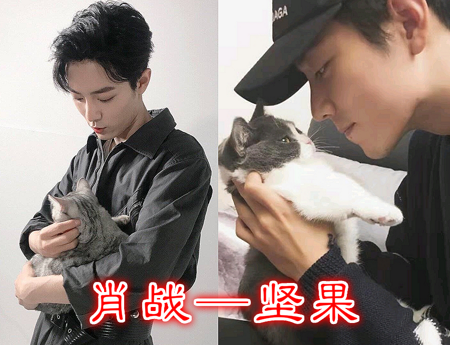 肖战的猫叫坚果,伍嘉成的猫叫元宝,汪卓成的直接"暴露本质!