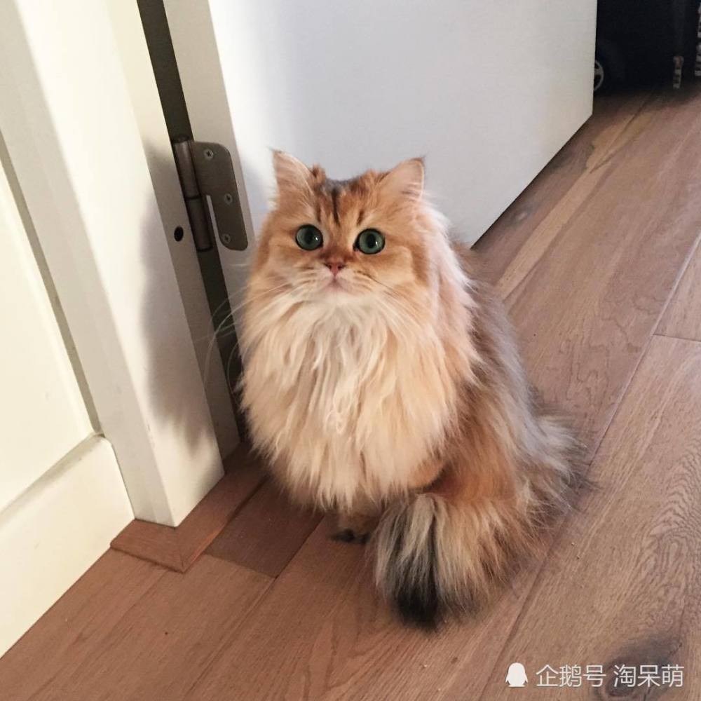 这是什么品种的猫跟我记忆中的鹿鼎记鳌拜长这么像