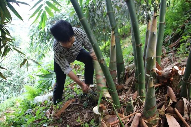 小竹笋长成"大产业" 富源村麻竹笋种植基地于3年前开始规划种植