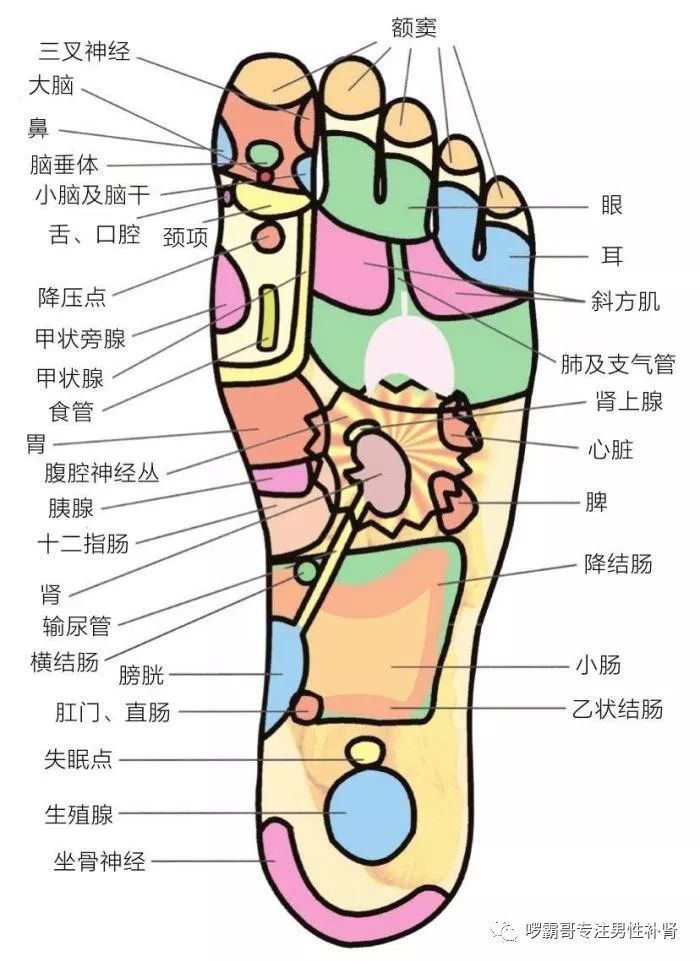 重点反射区每部位按摩10~ 20下.每日足疗1次,10天为1疗程.