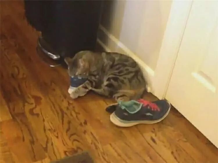 离不了玩具毛球 现在又要加一个 臭鞋 可是猫为什么喜欢闻鞋子?