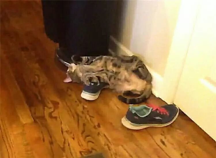 80%的猫都喜欢舔臭鞋?小心它可能身体出了问题
