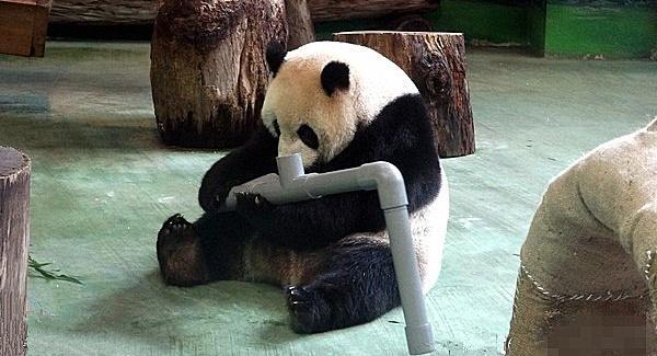 国宝熊猫竟把水管当竹子,啃得不亦乐乎:食铁兽无疑了