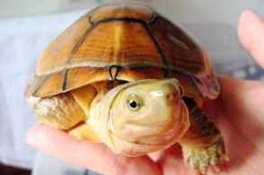 市面上最常见的5种乌龟品种,你见过几种呢?
