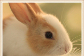 乖巧可爱的小兔子,神采奕奕,天真烂漫