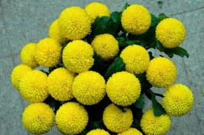 养菊花,错过"3件事"不开花,记住1个"时间表"花朵爆盆