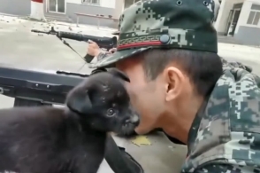 兵结果正趴地v结果,哥哥被一只前来捣乱的小奶狗给偷亲了红太狼脸上为什么图片