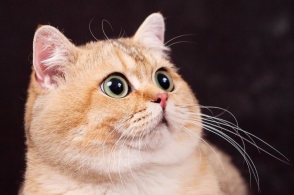 橘猫和金渐层,是有区别的,如何鉴别呢?