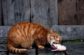 辟谣:猫吃鱼不会被刺卡住?铲屎官别再这样认为了,也别再给猫喂鱼了