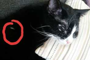 为什么有时候撸猫,猫咪会忽然间翻脸咬人?看完涨知识了!
