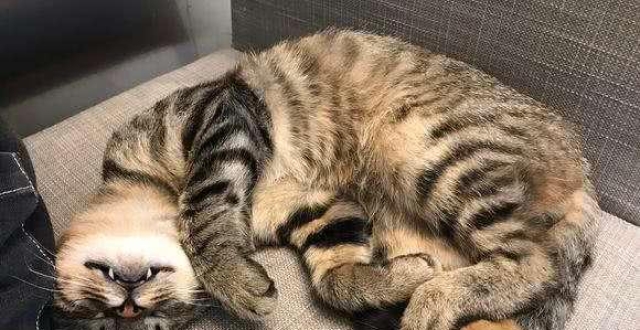 狸花猫趁人不备偷搭公交车,险些回不来,主人只能将其锁在家里