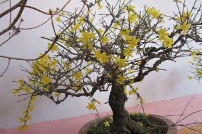迎春花盆景剪光叶子会开花吗?舍得剪,换个位置,满树金黄全是花